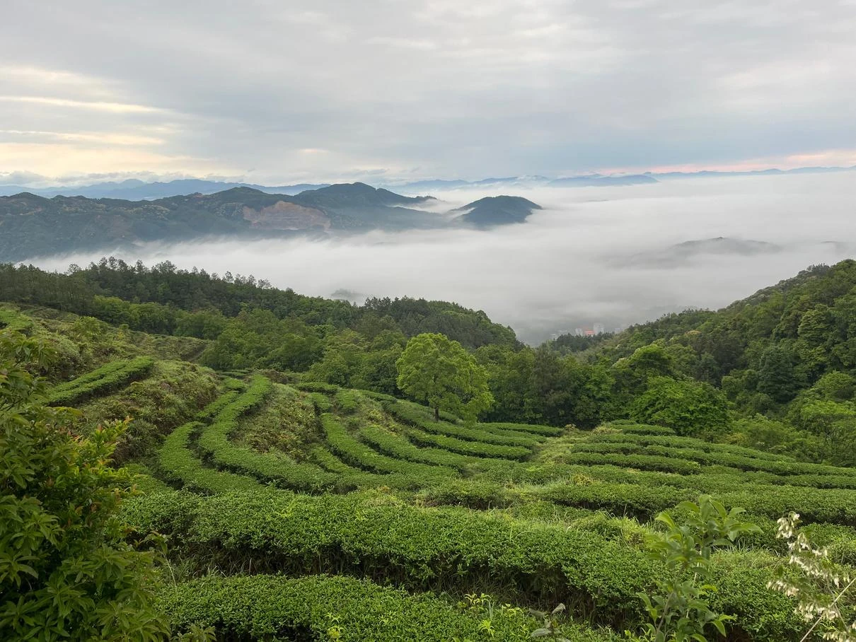 云雾中的福建茶山