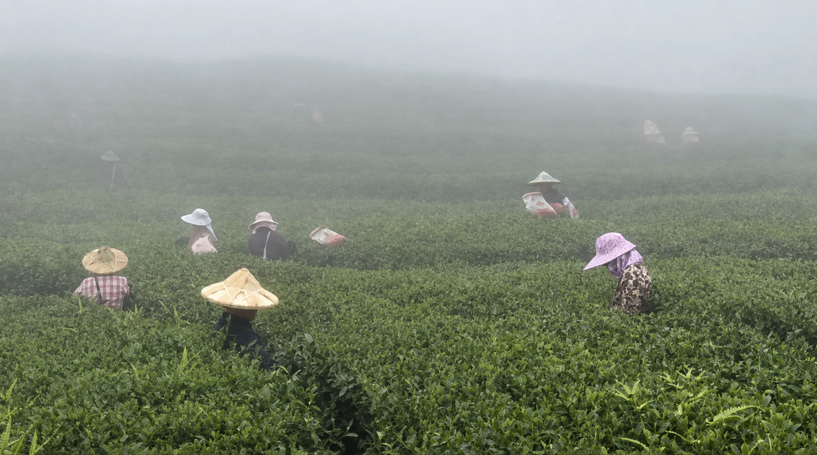 用户提供的茶园采摘实景
